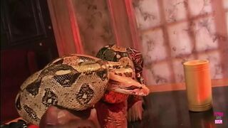 The Only Snake the Women Want to Handle Is in His Pants