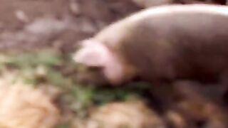Human Pig Fucked In Pig Pen