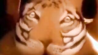 Tiger Drinking Sex Ride