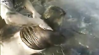 Messy Fatty Fuck