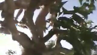 Tree Top Sex