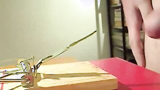 penis in the mouse trap. OUCH!