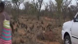 African slaves pleasing throbbing cocks outdoors